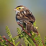 Savannah Sparrow_48438